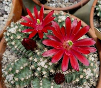 Echinocereus hb Fukai