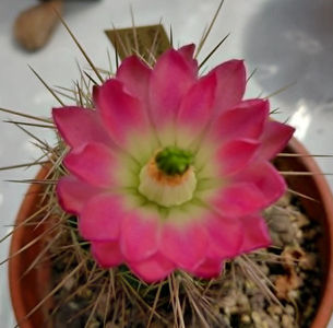 Echinocereus xroetteri