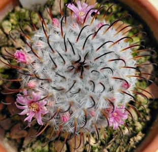MAMMILLARIA perezdelarosae