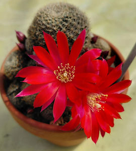 Rebutia hb Zoe