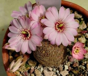 Rebutia pygmaea var canacrucensis