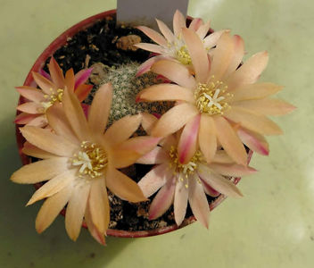 Aylostera Peach Sun