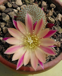Aylostera hyb heliosa
