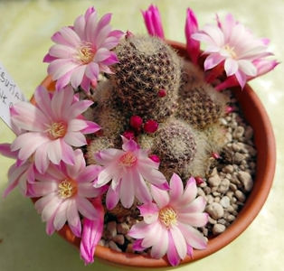 Rebutia hb Pink champagne