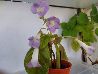 Luci s Beauty(18-05-2026)