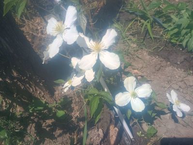 clematita Montana Grandiflora