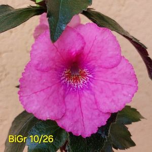 IMG-2026.05.18