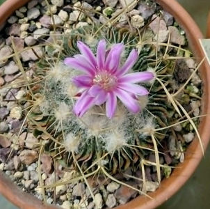 Echinofossulocactus multicostatus