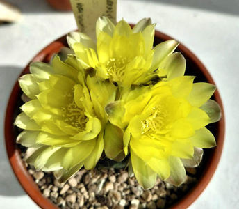 Gymnocalycium andreae