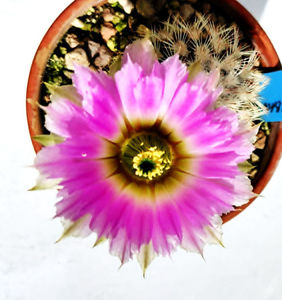 ECHINOCEREUS reichembachii albispinus
