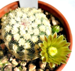 ECHINOCEREUS carmenensis