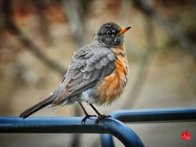 Sweet Robin