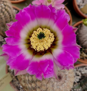 Echinocereus reichenbachii v brunescnes v brunispinus