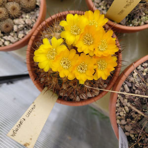 Weingartia corroana