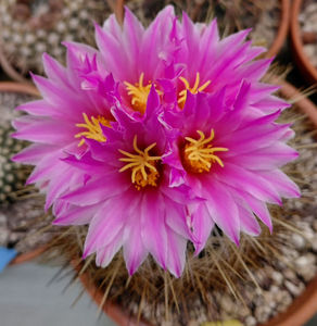 Thelocactus macdowellii