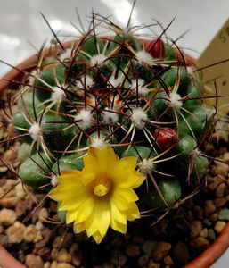 Mammillaria melaleuca