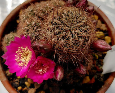 Sulcorebutia krugerae var hoffmannii