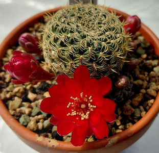 Sulcorebutia alba WR472