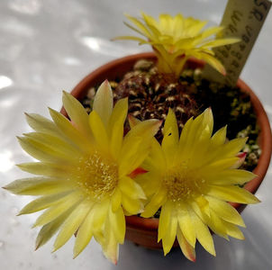 Sulcorebutia vargasii WK995
