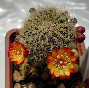 Sulcorebutia lapia