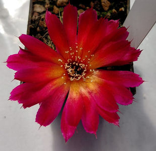 Sulcorebutia KHM9548