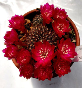 Sulcorebutia callichroma var longispina
