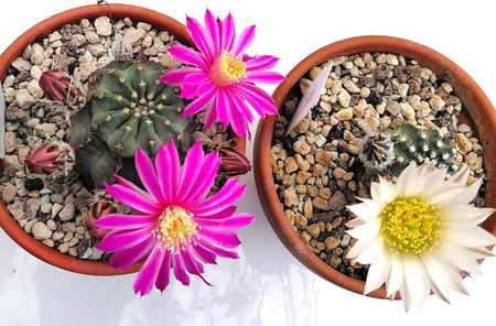 Echinocereus pulchellus 