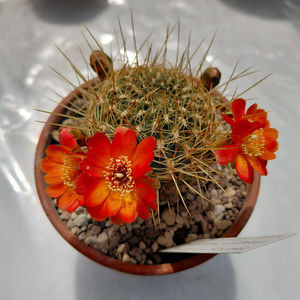 Sulcorebutia tunariensis LH1717