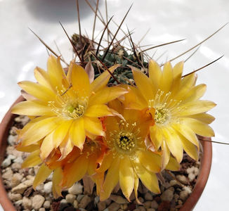 Lobivia pugionacantha var rossii