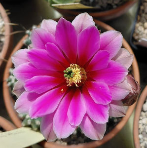 Echinocereus papillosus - cactus art