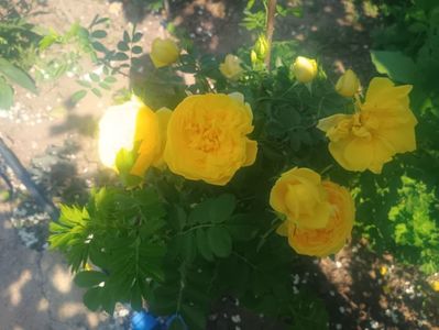 persian yellow