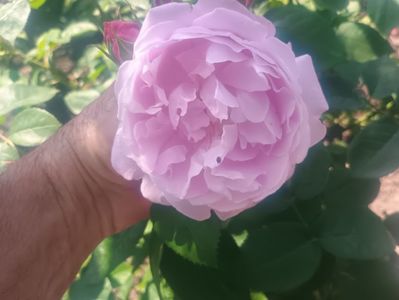 tr dulceata rosiori
