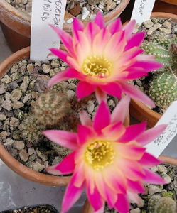 Chamaecereus hb Ladybird