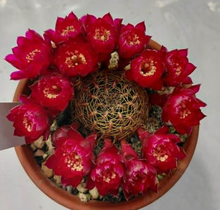 Sulcorebutia zavaletae