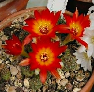 Sulcorebutia callecallensis