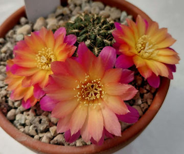Sulcorebutia steinbachii v steinbachii