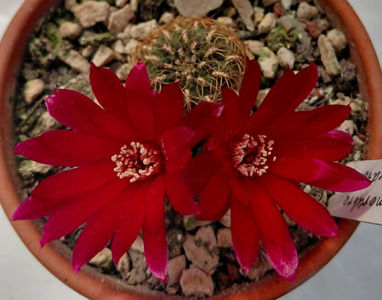 Sulcorebutia melanorubra ost San Pedro VZ 847