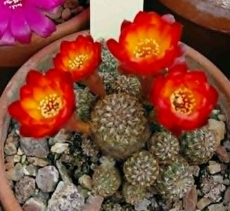Sulcorebutia tarabucoensis v aureiflora WR 479