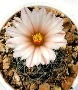 Mammillaria zephyranthoides