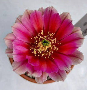 Echinocereus cv Epsilon