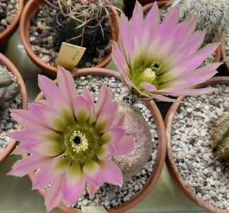 Echinocereus pectinatus