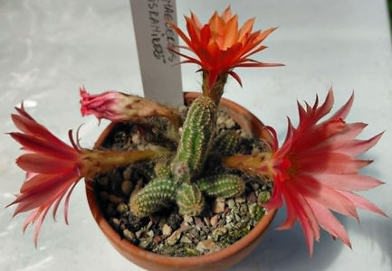 Chamaecereus hyb Luisramirezii