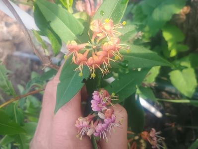 lonicera Henry