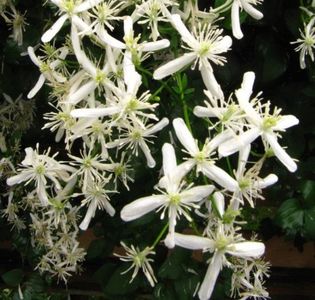 CLEMATIS-MANDSCHURICA
