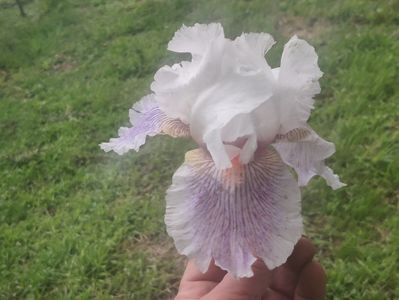 Atrakcia