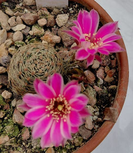 Mediolobivia canacrucensis 