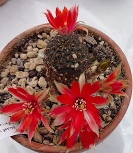 Rebutia HJ516 