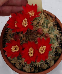 Weingartia trollii 