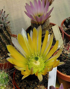 Echinocereus dasyacanthus