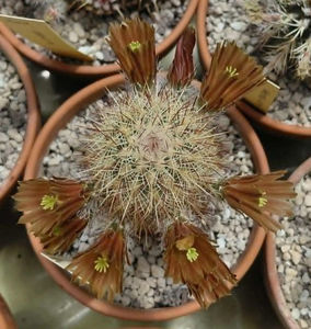Echinocereus rusanthus